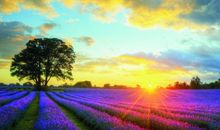 虎吞龙必受穷什么意思 手相纹详解