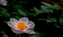 再过3天好运连至，横财入宅，福气一触即发，出门遇财神的四属相