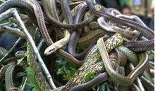 梦见很多死蛇，工作生活中可能会遇到小困难