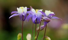 半年内迎财神接鸿福，横财连发，富贵缠身，财福双至的四属相