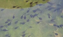 梦见小蝌蚪能获取真爱，拥有一个非常美好的家庭