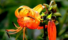 十二生肖中，3生肖在下半年，枝头喜鹊报喜讯，飞黄腾达享人间！