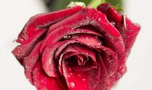 3生肖惹不起，11月起钱财哗哗来，事事顺心如意，人人都想高攀