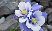 未来三年吉星傍身，大运提前到，正财旺，横财发的四属相