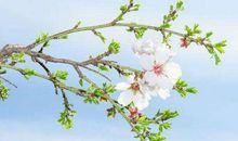 明天开始富贵不停，发财不止的生肖，财运亨通，走到哪都顺风顺水