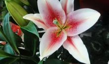 从下个月开始好运连绵，贵人相助，事业顺遂，富贵无忧的3大生肖