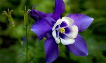 11月15号起大运就到，出门遇财神，事业上出现大机遇的四属相