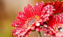 月末开始运势逆袭，财运红得发紫，福禄双全，富贵如意的3大生肖