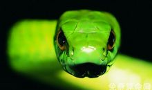 最耐不住寂寞的生肖，蛇需要信抑止寂寞的猛兽