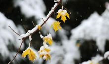 猪年大吉，财运亨通，步步高升，好运一波接一波，富贵盈门的生肖