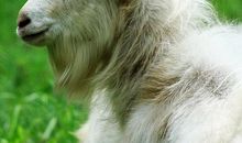 喜欢巴结领导的生肖女