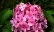 最不值得珍惜的三个生肖，总觉得别人老婆好，婚前婚后判若两人