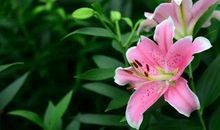 四生肖周围资源能用好，每天收获不俗，前途光明！