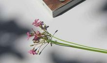 这三大生肖女生儿机率极大，并且儿子出息不会小