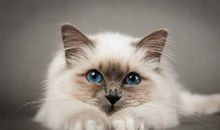 做梦梦见猫什么意思，女性梦者要小心第三者插足