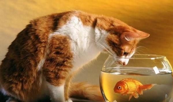 梦见猫吃鱼居然忌吃麻辣烫，也预示要出轨