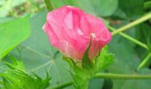 熬过10月运势跳龙门，赚钱如雨，发财梦成真的生肖