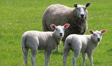 属羊的和什么属相最配，羊男蛇女和羊女兔男婚姻最幸福