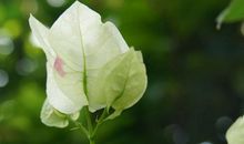 2019年日子越过越旺，运势突飞猛涨，家兴业旺赚大钱的3生肖