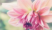 未来两个月运势爆发，财运挡不住，富贵盈门，日子无忧的3大生肖