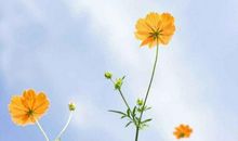 天生劳碌命！一辈子操碎心的三大生肖女