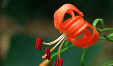 3大生肖，从10月29号开始，开门见喜，财富大涨，喜事不断！