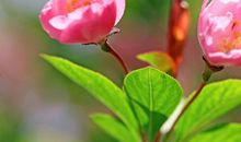 2019年喜气盈门，贵人提携，机遇不断，鸿运加身的3大生肖