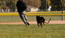 梦见被狗追别担心，男性梦者会有贵人相助