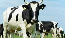 2009年属牛的人2020年运势如何 整体运势没有很大的波动