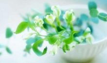 家中植物摆放的风水讲究