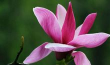 一辈子都人见人爱的生肖女，贵人运不是一般的好，注定要被宠到老