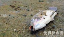 梦见死鱼预示会遇到困难，事业不顺利