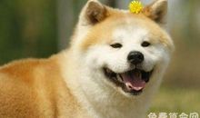 2018年属狗的运势非常差，主要都是犯太岁惹的祸