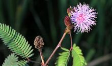 未来30天，事业蒸蒸日上，名利双收，富贵无忧，让人羡慕的属相