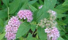 命格金贵的4属相，未来三年，福运到，财运喜人，生活越来越富足