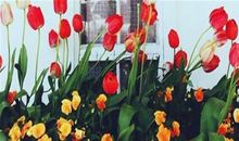 既精明又厚道的生肖，他们为人圆滑，顾全大局，处处出彩