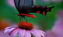 10月28号起，4属相吉星高照，横财一发再发，成为人生大赢家