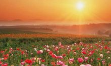 九月初，生活大有不同，能够一路攀升的星座