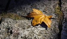 九月上旬，相遇点燃真情，爱情热火朝天的星座