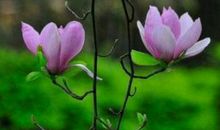 最温柔和旺夫的生肖女，娶到官运亨通，前途一片光明，一生幸福