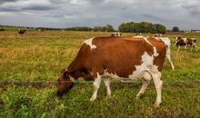 2020年正财最旺的生肖是什么 是牛蛇鸡