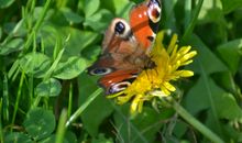 9月份将会财运旺盛，大发财富，人生将从此走向巅峰的4大生肖