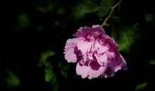 10月底翻身做主人，好运来到，横财连发，广聚四方财富的四属相