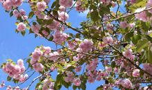 十二生肖中最“薄情”的四大生肖，看看你是这样的人吗