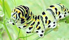 梦见毛毛虫最近生活中会有失误，应避免轻率行事