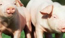 生肖猪的取名忌讳字是什么 避免含有土字旁