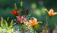 12生肖，让男人“心慌”的4个生肖女，看一眼就忘不了她的样子