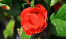 11月7号起有钱有福有横财，生活越来越幸福的生肖，年年有余