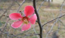 明年横财滔天，桃花飙涨的生肖，迎来钞票雨，一夜暴富不是梦