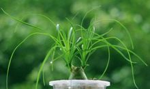 属猪招财植物有哪些 三种植物最助运